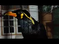 Download Lagu Beo Langsung Bilang Assalamu'alaikum Ketika Ada Tamu