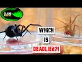 Black Widow VS Brown Recluse