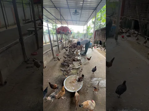 Morning Routine at the farm : Feeding All my animals and pets # #animallovers  # #feedtheanimals
