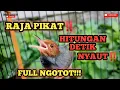 Download Lagu Prenjak Gacor , Suara Pikat Prenjak Klawu Ampuh!