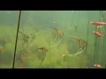 Download Lagu Rio Tapajós, Amazonas: Pterophyllum - Acara Bandeira - Angelfish- Skalar
