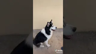 جاك عض حمد لايفوتكم الوصف 