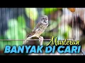 Download Lagu 🔴MASTERAN BLACKTHROAT GACOR SUARA JERNIH, Untuk Kenari SUSAH BUNYI \u0026 Paud belajar bunyi