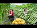 Download Lagu REWIND TIMALSPE - 266 Days Harvesting Japanese Luffa, Yellow Melon, Lychee Fruit, Bamboo Shoot,...