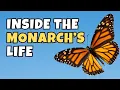 5 Things That Make Adult Monarchs Extraordinary