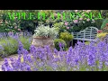 Download Lagu Our Summer Solstice Small English Garden Tour, Stunning Colour Container Flowers, Plant Prune \u0026 Fix