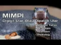 Download Lagu MIMPI DIGIGIT ULAR / DIPATOK ULAR (Menurut Tafsir Al-ahlam, Primbon dan Psikolog)