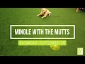 Petland Adoption Days with Ross County Humane Society