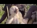 Download Lagu Caught Cooked  Shared Hadzabe Tribe’s Baboon Feast 🛖🍖#africa #wildlife #food #hunting