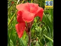 Download Lagu 🌟🌷Canna(/Canna Lily)🌷Le Canna!