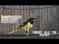 Download Lagu MANTENAN KUNING MP3 30 MENIT AUDIO JERNIH || GERRY ALL'IN SQUAD || MASTERAN BURUNG PALING DI CARI !!
