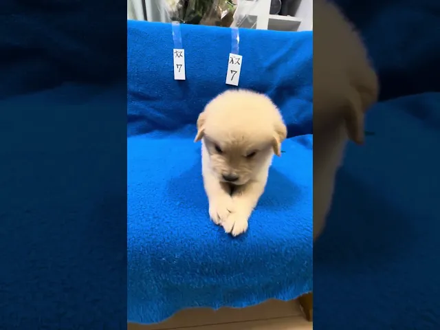 動画