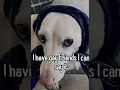 Oh the misery but with the funny Homophobic Dog