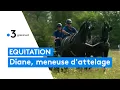 Equitation Diane meneuse d attelage