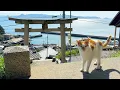 Download Lagu Japan’s Kunst- en Katteneiland! Waar Katten Deel van de Kunst Worden🐈🎨