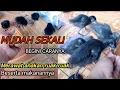 Download Lagu CARA Merawat anakan burung ruak ruak - LENGKAP BeSerta Perkembanganya || RUGI BANGET NGAK NONTON ‼️