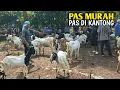 Download Lagu Memang Lagi Murah Harga Kambing Hari ini