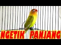 Download Lagu Lovebird NGETIK Panjang Pancingan Yang Membuat Lovebird Bisa NGEKEK Panjang !!!