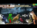 Download Lagu REQUEST MASTERING #27 SUARA JERNIH 5 JAM 6in1 RAMBATAN - SRINDIT - WAMBI - KONIN - CIBLEK - JENGGOT