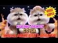 Download Lagu VERSI KOPLO | KUCING GEMOY LUCU COVER LAGU WALA AMRI GET LAGENTA