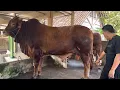 Download Lagu SAPI RAKSASA BARU KP BIKIN HEBOH DUNIA PERSAPIAN INDONESIA ‼️🔥🔥🔥