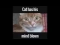 Cat has his mind blown GIF