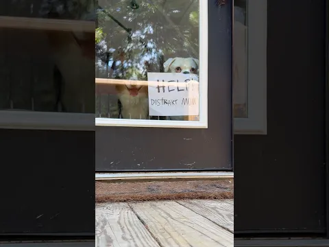 Enlisting the deer to help this time 😎 #doghumor #dogsofyoutube #funnydogs #animalhumor