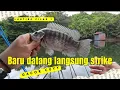 Lagu Pantes lanting ini VIRAL, ikannya kek gini sih‼️📍Bunglai, Riamkanan