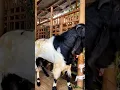 Download Lagu World's most aggressive goat 😳☠️ #shorts #viral