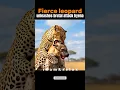 Download Lagu Leopard Protects Her Cub | Brutal Fight Against Hyena in the Savanna