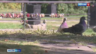 В Омске зафиксирован массовый падёж голубей