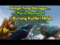 Download Lagu Memikat Kolibri Ninja Di Saat Musiman Kembang Bunga, luar biasa banyaknya burung Kolibri