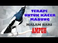 Download Lagu Terapi Isian Kacer Mewah, Masteran Isian Kacer yang sedang Mabung, Kacer Gacor Full Isian Gacor Door
