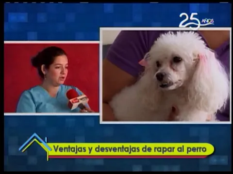 Ventajas y desventajas de rapar al perro