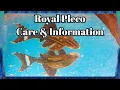 Royal Pleco Care Information - Royal Panaque