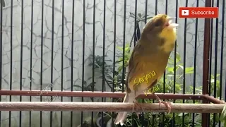 masteran paling di minati kicau mania