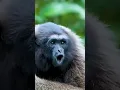 Chimpanzee sound #youtubeshorts #animals #chimpanzee #shorts