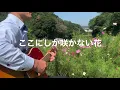 ここにしか咲かない花 ／ コブクロ【Cover】