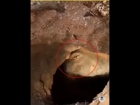 A desert eye peering from the stones #viral
