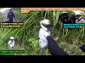 Lagu TEGANG HAJAR TEMEN TOLOL SAMPE TAK BERDAYA UDAH ADU DOMBA GUE SAMA BABANG VIRAL‼️