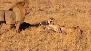 Lioness caught in the wrong place at the wrong time