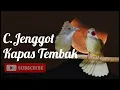 Download Lagu Cucak Jenggot dan Kapas Tembak Masteran Kasar Murai Batu #masteranburung #muraibatu #cucakjenggot
