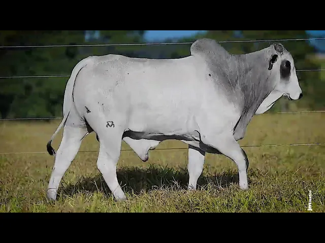 Touro Nelore FDY - 116