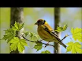 🐦 Relaxing Piano & Birdsong | Soothing Nature Sounds for Relaxation, Healing & Sleep