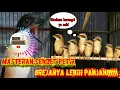 MASTERAN CENDET PETIR GREJA NYERET PANJANG FULL SPEED !