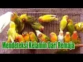 Download Lagu Berguru Pada Masternya Burung Love Bird - Mendeteksi Kelamin Dari Remaja