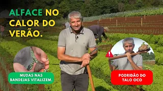 ALFACE NO CALOR DO VERÃO. MUDAS NAS BANDEJAS VITALIZEM. PODRIDÃO DO TALO OCO. TRABALHO COM TRATOR LS