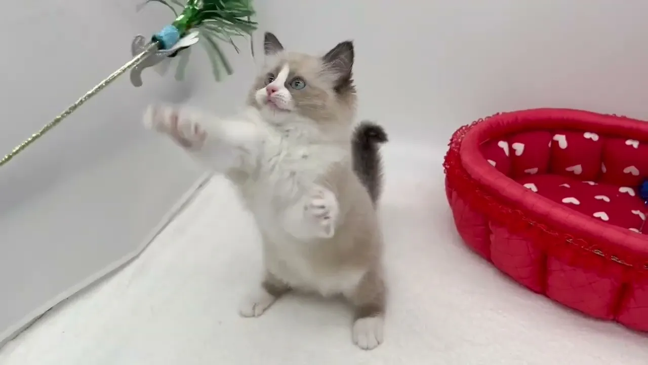 動画