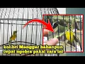 Lagu Rahasia Perawatan Kolibri Manggar Bahan Biar gacor seketika