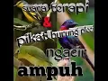 Download Lagu Suara masteran/pikat pleci sangat ampuh 100% teruji
